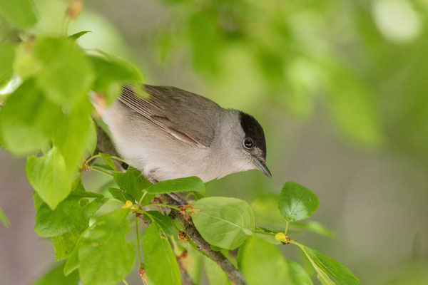 Mönchsgrasmücke (Sylvia atricapilla)