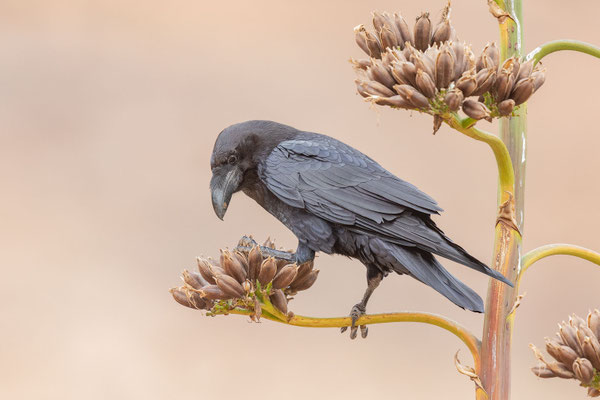 Kolkrabe (Corvus corax canariensis)