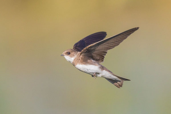 Uferschwalbe (Riparia riparia) im Flug