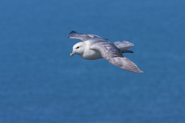 Eissturmvogel (Fulmarus glacialis) im Flug vor dem Helgoländer Lummenfelsen