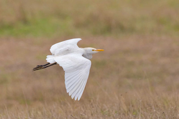 Kuhreiher (Bubulcus ibis) im Flug