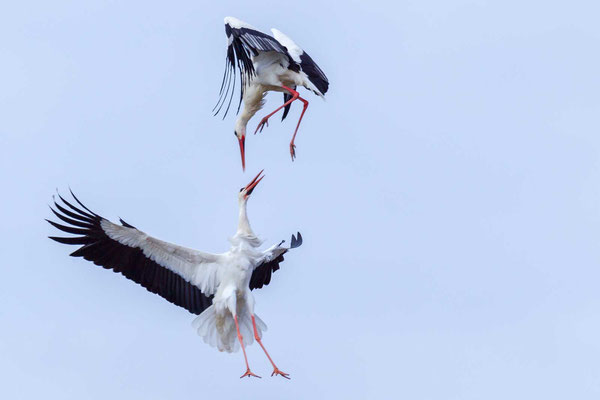 Zwei Weißstorch (Ciconia ciconia) im Luftkampf 