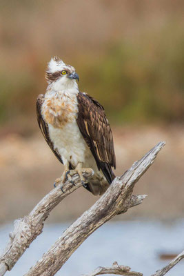 Europäischer Fischadler (Pandion haliaetus haliaetus)