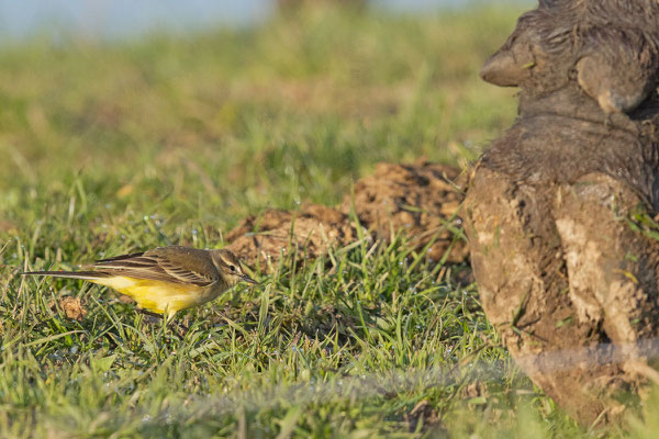 Wiesenschafstelze (Motacilla flava flava), Weibchen und Wasserbüffelhufe 