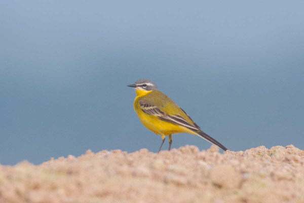 Wiesenschafstelze (Motacilla flava flava), Männchen