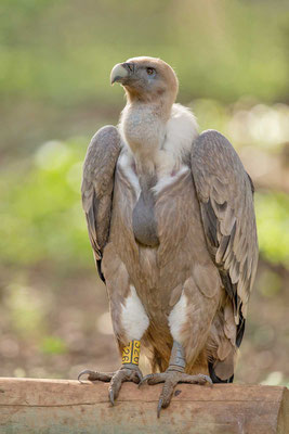 Gänsegeier (Gyps fulvus) auf einem Ast sitzend