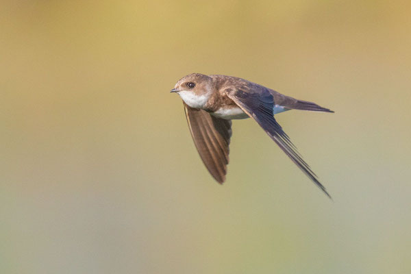 Uferschwalbe (Riparia riparia) im Flug