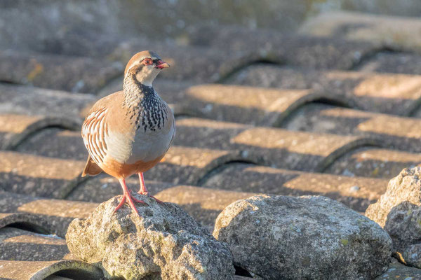 Rothuhn (Alectoris rufa)