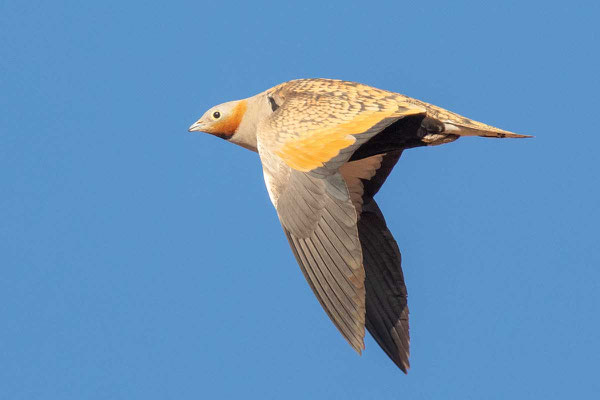 Sandflughuhn (Pterocles orientalis), Männchen