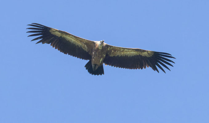 Gänsegeier (Gyps fulvus) im Flug von unten