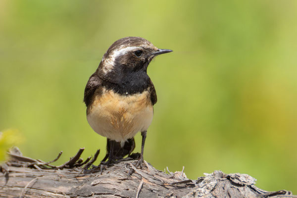 Weiblicher Zypernsteinschmätzer (Oenanthe cypriaca) 