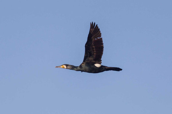 Kormoran (Phalacrocorax carbo) im Flug