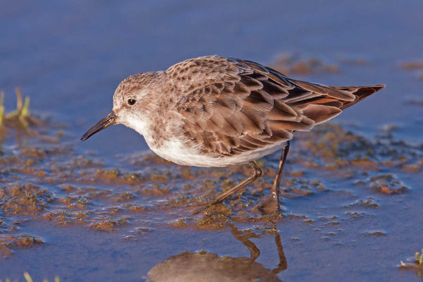 Zwergstrandläufer (Calidris minuta)