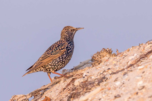 Star (Sturnus vulgaris) klettert einen Sandhaufen hinauf. 