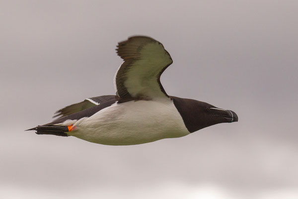  Tordalk (Alca torda) im norwegischen Varanger.