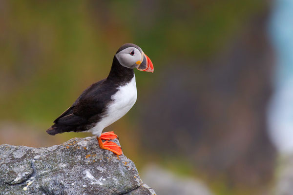 Papageitaucher (Fratercula arctica) auf der norwegischen Insel Runde