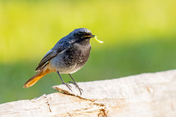 Hausrotschwanz (Phoenicurus ochruros), Männchen