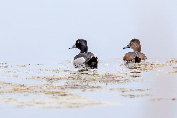 Männliche und weibliche Ringschnabelente (Aythya collaris)