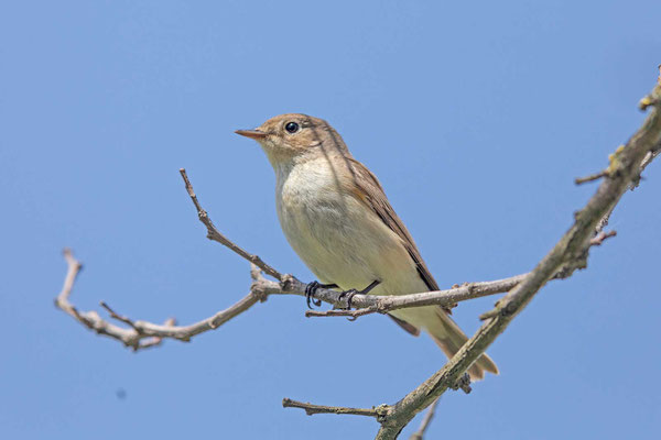 Zwergschnäpper (Ficedula parva)