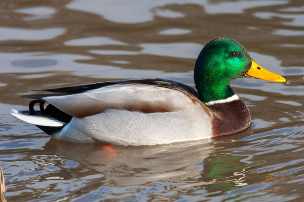 Stockente (Anas platyrhynchos)