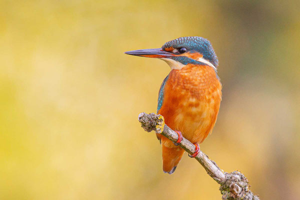 Eisvogel (Alcedo atthis)