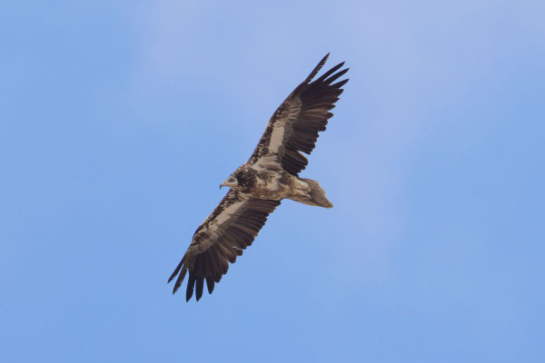 Schmutzgeier (Neophron percnopterus)