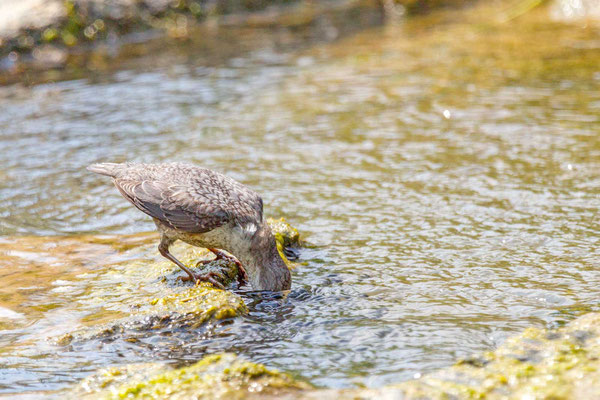 Wasseramsel (Cinclus cinclus), Jungvogel