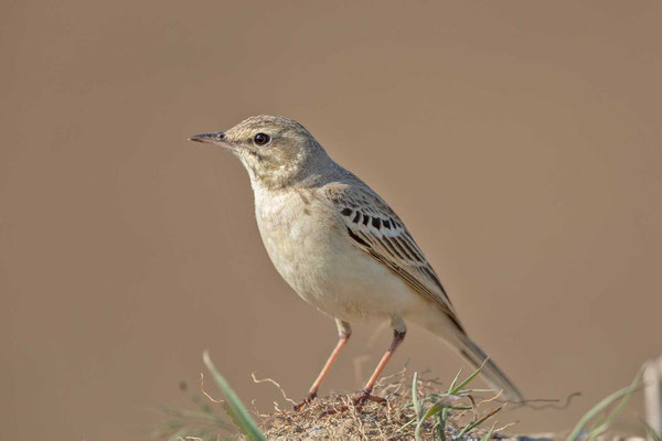 Brachpieper (Anthus campestris)