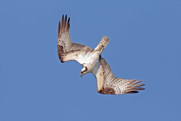 Amerikanischer Fischadler (P.h.carolinensis)