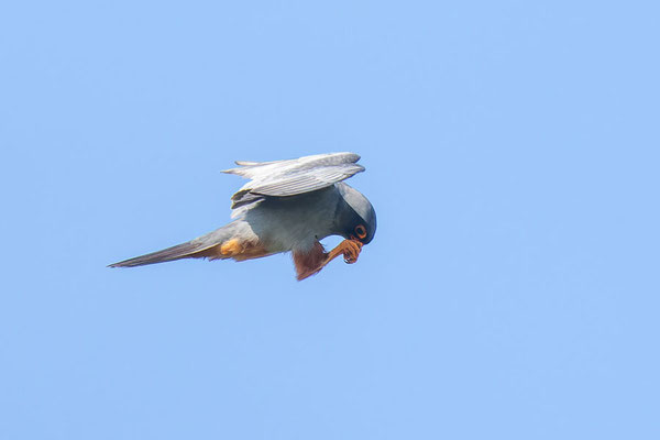 Weiblicher Rotfußfalke (Falco vespertinus) frisst im Flug