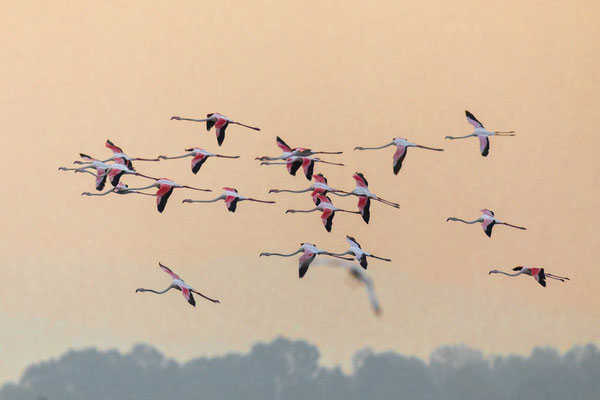 Rosaflamingo (Phoenicopterus roseus) Schwarm im Flug