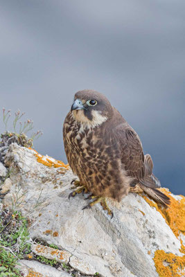 Weiblicher Eleonorenfalke (Falco eleonorae) mit bläulichgrünem Lidring und Wachshaut. 