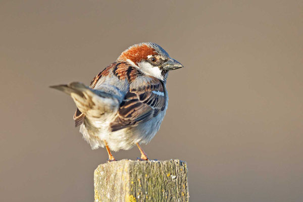 Männlicher Haussperling (Passer domesticus) sitz auf einem Holzpfahl.