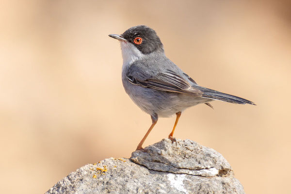 Männlich Samtkopf-Grasmücke (Sylvia melanocephala) auf einem Felsen