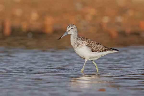 Grünschenkel (Tringa nebularia)