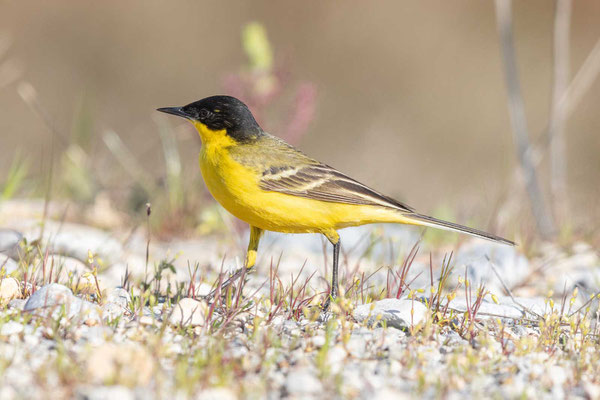 Maskenschafstelze (Motacilla flava feldegg), Männchen