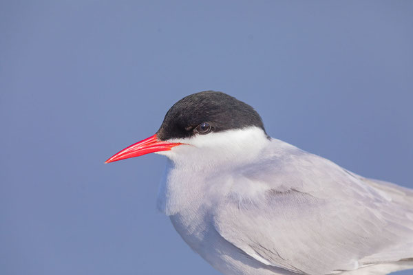 Profil einer Küstenseeschwalbe (Sterna paradisaea) am Brutplatz an der Eidermündung