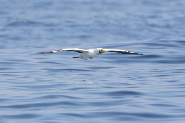 Maskentölpel (Sula dactylatra), Oman (Januar 2026), im Flug über der Wasserfläche. 