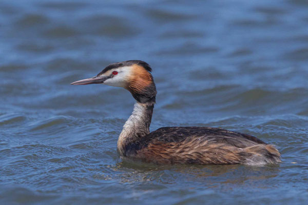 Haubentaucher (Podiceps cristatus)