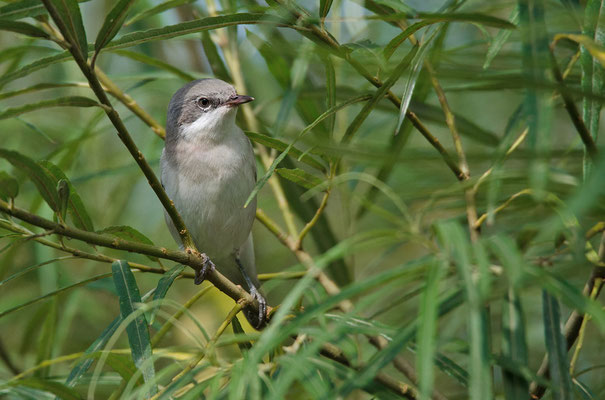 Klappergrasmücke (Sylvia curruca), Foto: Viola Wege