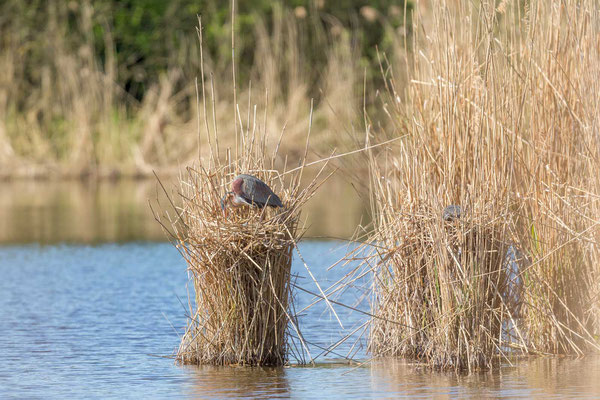 Purpurreiher (Ardea purpurea) im Nest