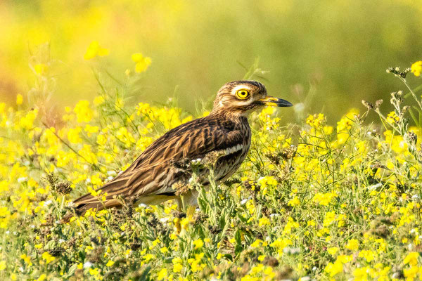Triel (Burhinus oedicnemus)