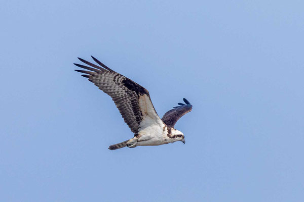 Amerikanischer Fischadler (Pandion haliaetus carolinensis)