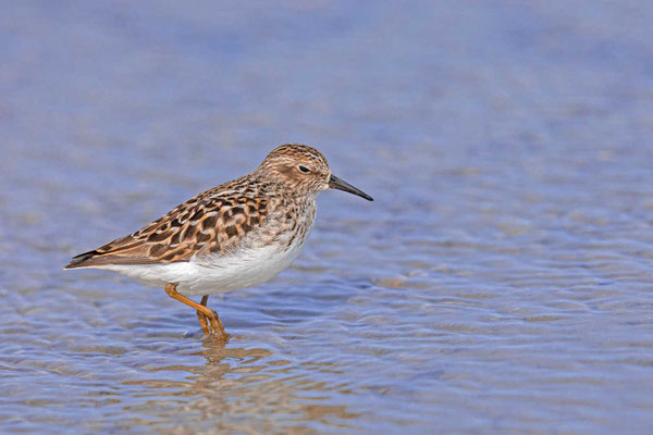 Wiesenstrandläufer (Calidris minutilla)