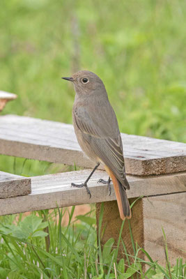 Hausrotschwanz (Phoenicurus ochruros gibraltariensis), Weibchen