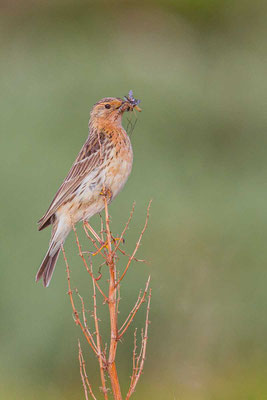 Rotkehlpieper (Anthus cervinus)