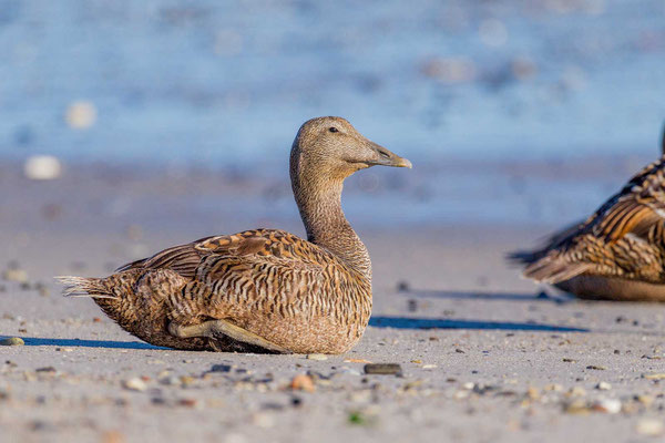 Eiderente (Somateria mollissima mollissima), Weibchen sitzt am Strand (Juni; Helgoland)