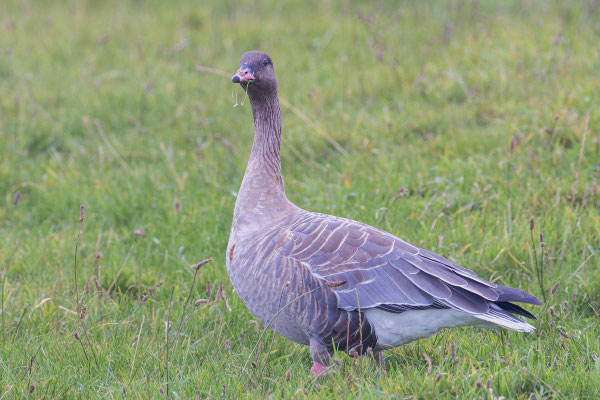 Kurzschnabelgans (Anser brachyrhynchus) auf dem Flugplatz der helgoländer Düne.