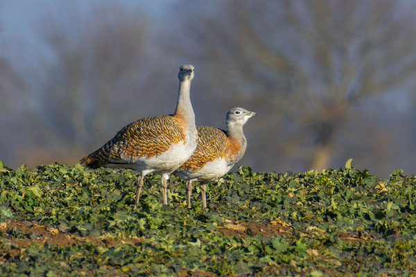 Weibliche Großtrappe (Otis tarda).