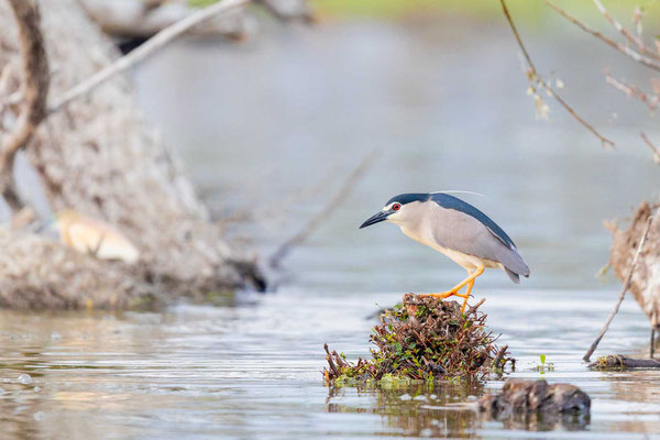 Nachtreiher (Nycticorax nycticorax)